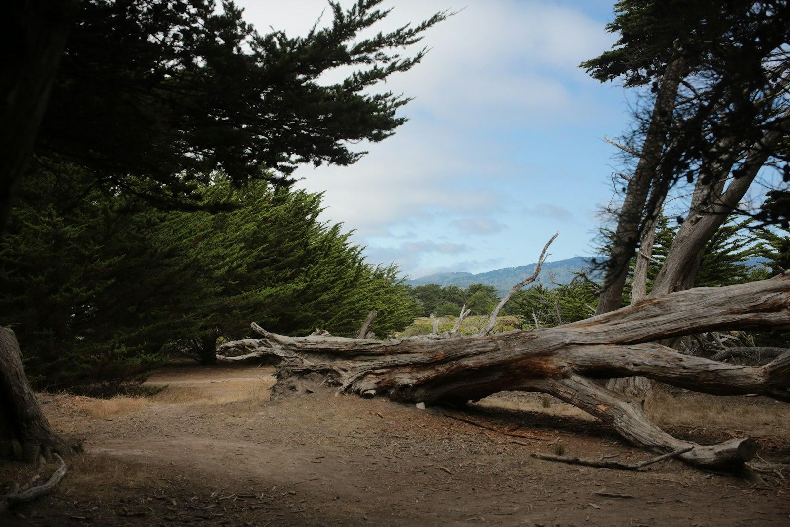 Fallen tree trunk in a wooded area with mountains.