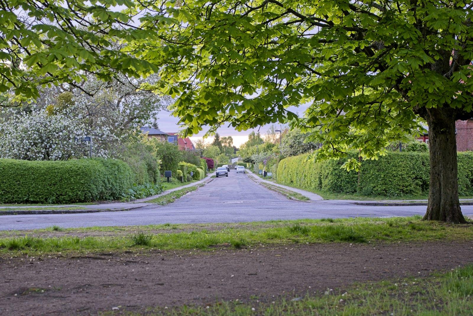 A tree-lined suburban street with green hedges and houses.