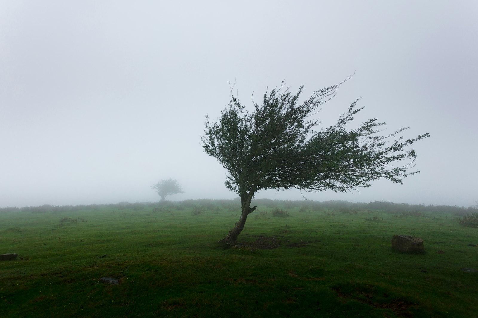 Trees with wind photo